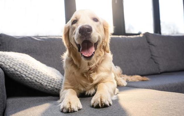 1609136485901628.jpg 寵物1.jpg